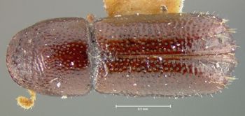 Media type: image;   Entomology 35047 Aspect: habitus dorsal view